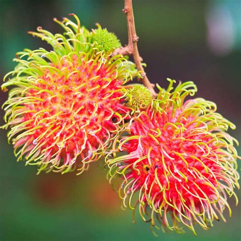 Rambutan - Kadiyam Nursery Leading Supplier of Plants in Rajahmundry