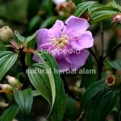 Jual Obat Herbal Daun Senggani Atau Senduduk Segar Kab Pangandaran