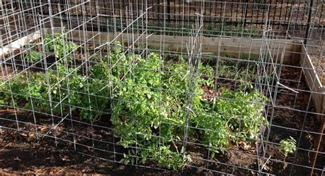 Cattle Panel Tomato Cages Are Sturdy And Easy To Pick Tomatoes