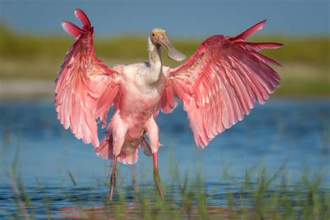 7 Pink Birds In Florida Gracing The Sunshine State Sonoma Birding