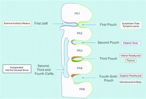 Branchial Pouch Derivatives