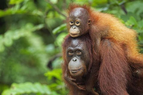 Why Bornean Orangutans Are Endangered and What We Can Do