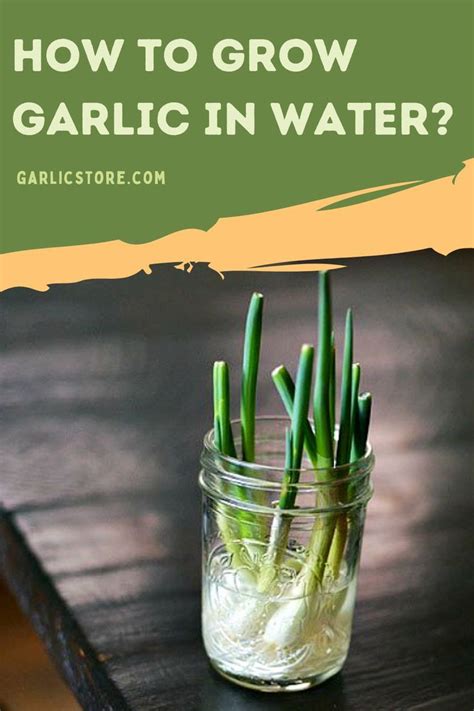 How To Grow Garlic In Water Artofit