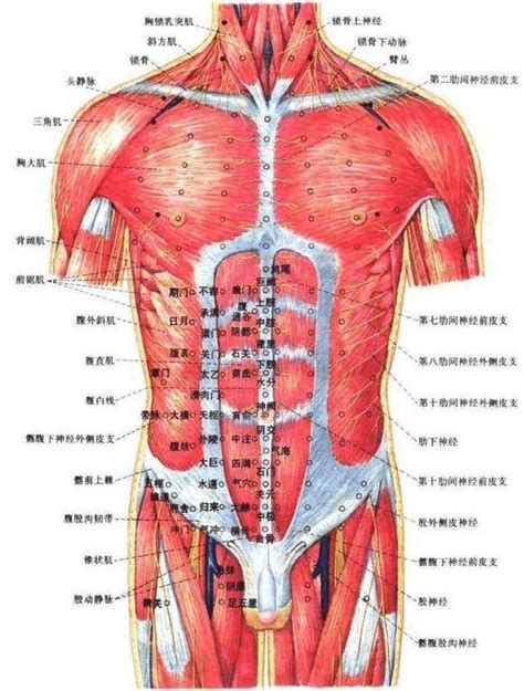 最全的人体肌肉图解高清晰word文档在线阅读与下载无忧文档