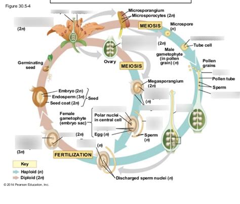 Angiosperm Life Cycle Diagram Quizlet