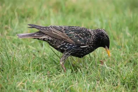 48 Birds Of The Northeast (With Photos!) - The Daily Wildlife