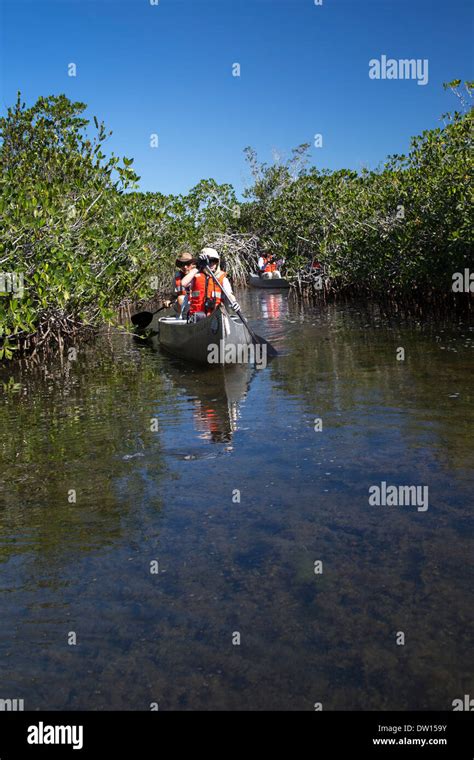 Everglades National Park Florida Visitors Paddle Canoes On A Trip