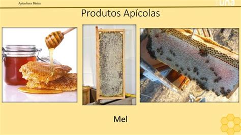 Apicultura B Sica Ppt