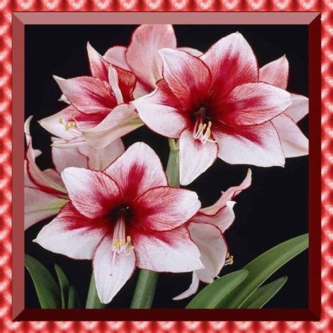 Hippeastrum La Stella Del Cavaliere Fiori Da Bulbo Fiori Esotici