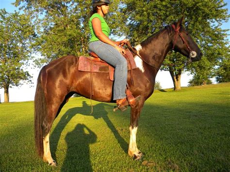 Horses for Sale: Registered Tennessee Walker Mare