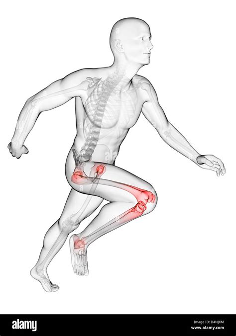 Esqueleto De Corredores Im Genes Recortadas De Stock Alamy