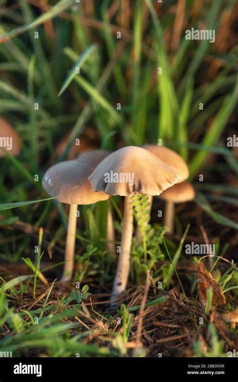 Liberty Cap Psilocybe Semilanceata Hi Res Stock Photography And Images