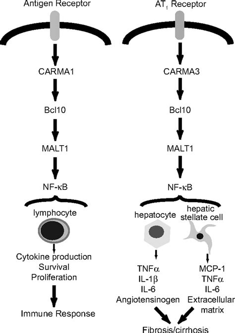 CARMA3 Bcl10 MALT1 dependent NF κB activation mediates angiotensin II