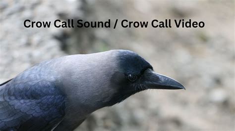 Crow Call Sound Crow Call Video Youtube