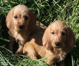 Puzzles de Cachorros de Basset leonado de Bretaña rompecabezas para