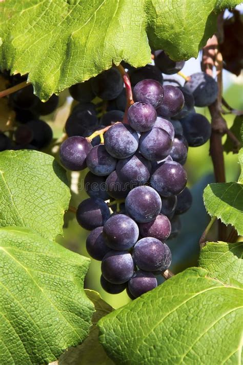 Uvas Vermelhas Roxas As Folhas Verdes Na Videira Imagem De Stock