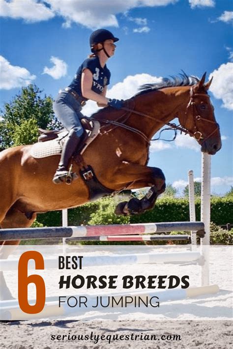 The Best Horse Breeds for Jumping - Seriously Equestrian