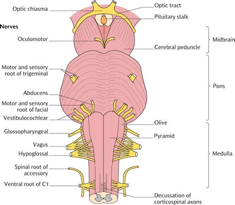 Cranial Nerves Brainstem Dorsal