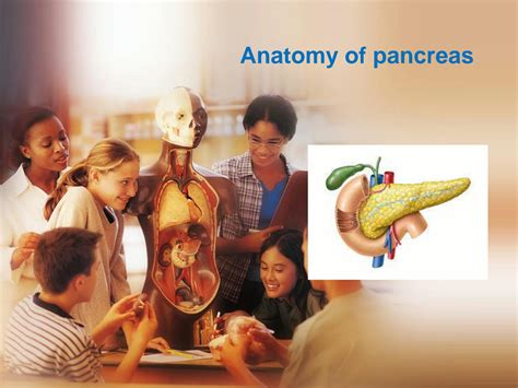 Solution Anatomy Of Pancreas Studypool