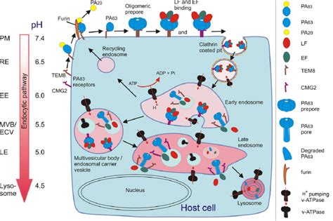 Schematic Representation Of The Multistep Anthrax Toxin Internalization