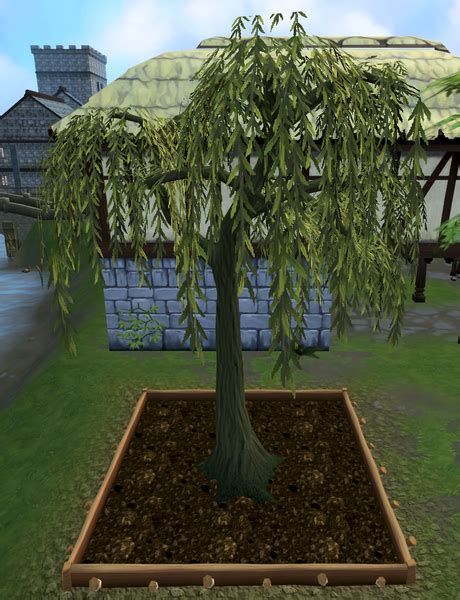 Willow Tree Farming The Runescape Wiki