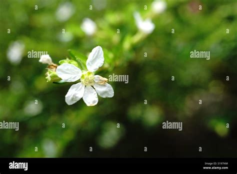 White Flower Background Stock Photo Alamy