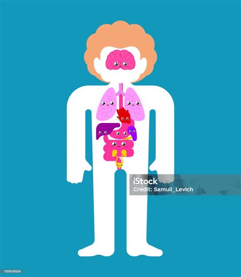 lucu manusia anatomi organ internal gaya kartun sistem tubuh  organ