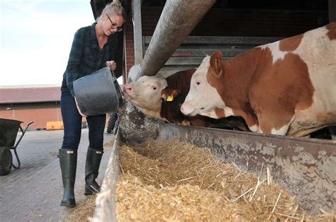 Tierschutzleitlinie für Rindermäster kommt top agrar online