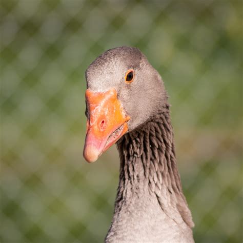 Toulouse Goose Digital Download Photography Etsy