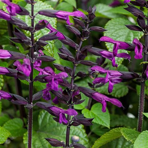 Proven Winners® Annual Plants | Salvia - Rockin' Deep Purple – Proven ...