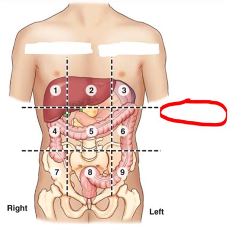 Sectional Anatomy Chapter Flashcards Quizlet