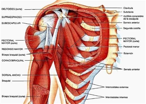 Tendinitis De Hombro Tratamiento S Ntomas E Informaci N