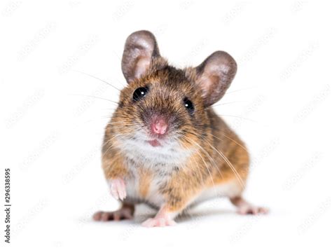 Eurasian Mouse Apodemus Species In Front Of White Background Stock