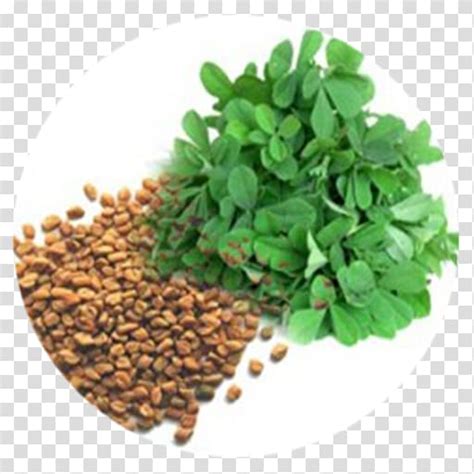 Fenugreek Indian Cuisine Kadhi Leaf Herb Leaf Transparent Background