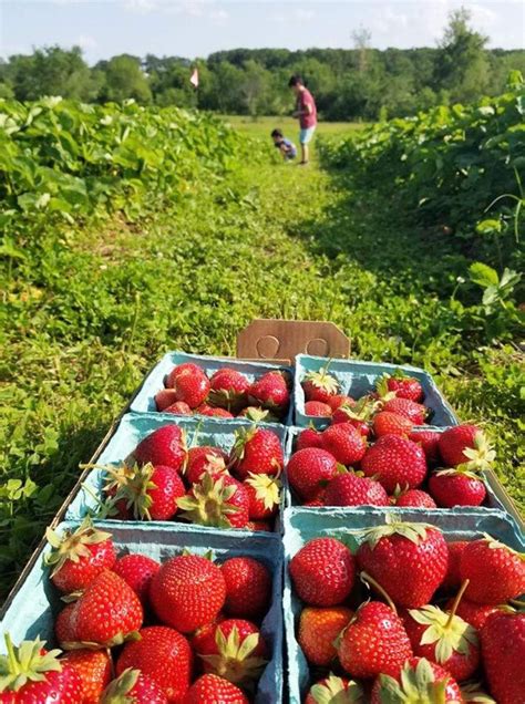 Strawberry Picking Near Me 10 Delicious U Pick Farms In Missouri Travel In Missouri