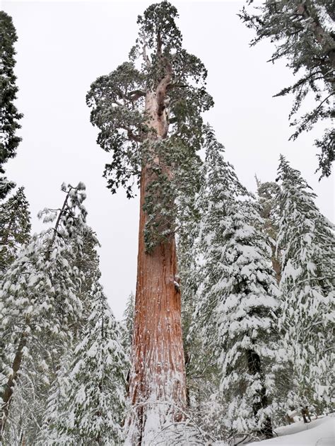 American Travel Journal: General Grant Tree Trail - Kings Canyon ...