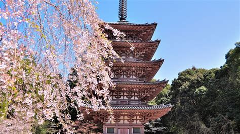 Japans Top 100 Blossoms Daigo Ji Temple Kyoto Nippon