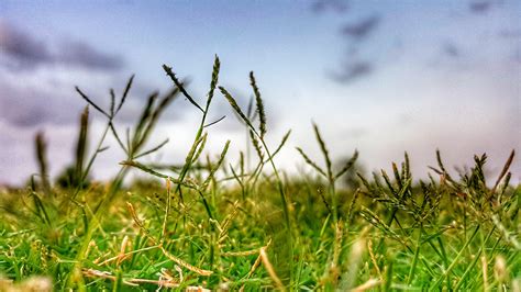 Close-Up Photo of Grass Field · Free Stock Photo