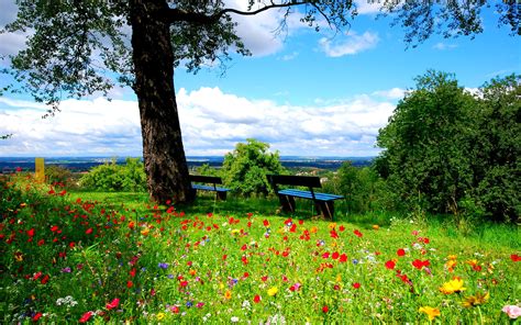 Flower Park Background