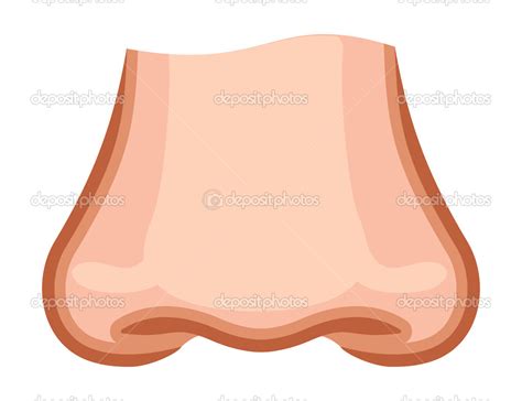 Children Nose Stock Vector Image By ©branchecarica 45762415