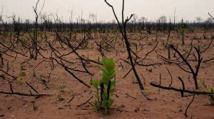 Perda De Biodiversidade