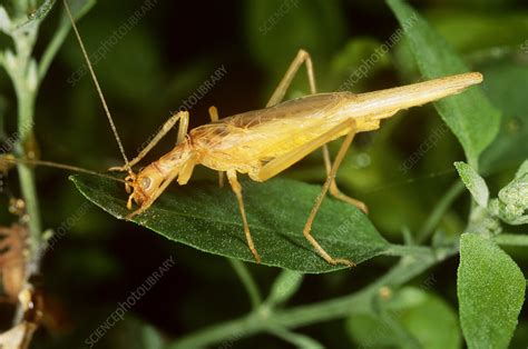 Snowy Tree Cricket - Stock Image - C002/2162 - Science Photo Library