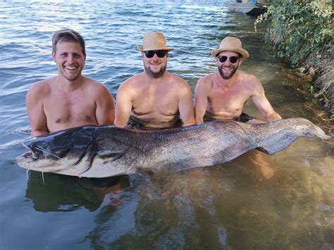 Welsfischen Am Ebro Im August Extreme Ebrofishing