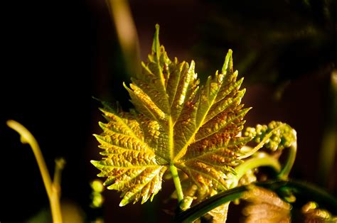 Frunza De Struguri Culoare Natura Fotografie Gratuit Pe Pixabay