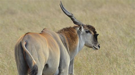 Mpala Live Field Guide Common Eland Mpalalive