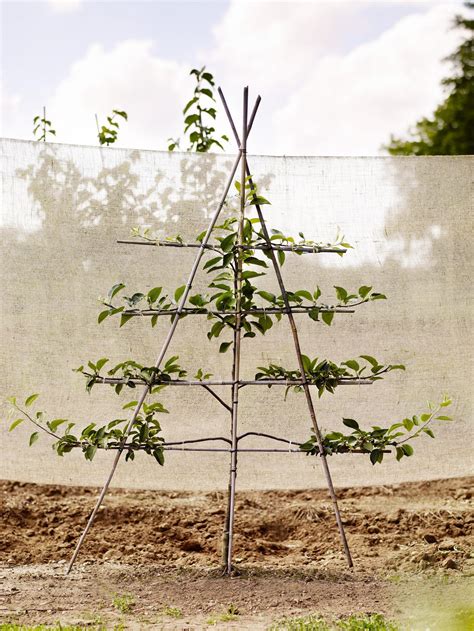 Espalier: how to espalier fruit trees - Gardens Illustrated