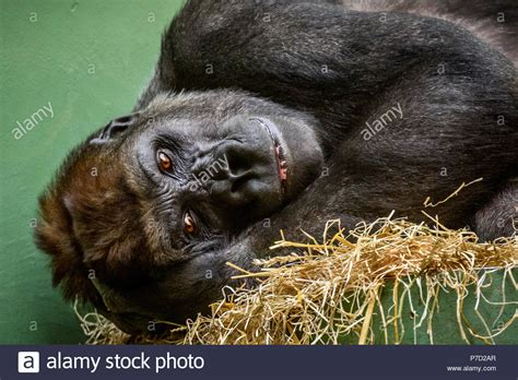 Female Gorilla Stock Photos And Female Gorilla Stock Images Alamy