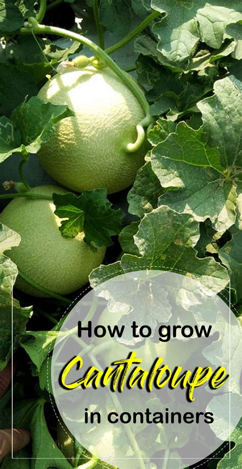 How To Grow Cantaloupe Growing Cantaloupe In Containers Muskmelon