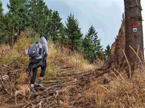 A Sauerland Jaunt Hiking Two Stages Of Germany S Rothaarsteig