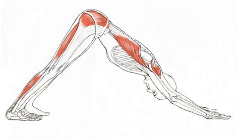 Adho Mukha Svanasana - YogaAnatomy.net